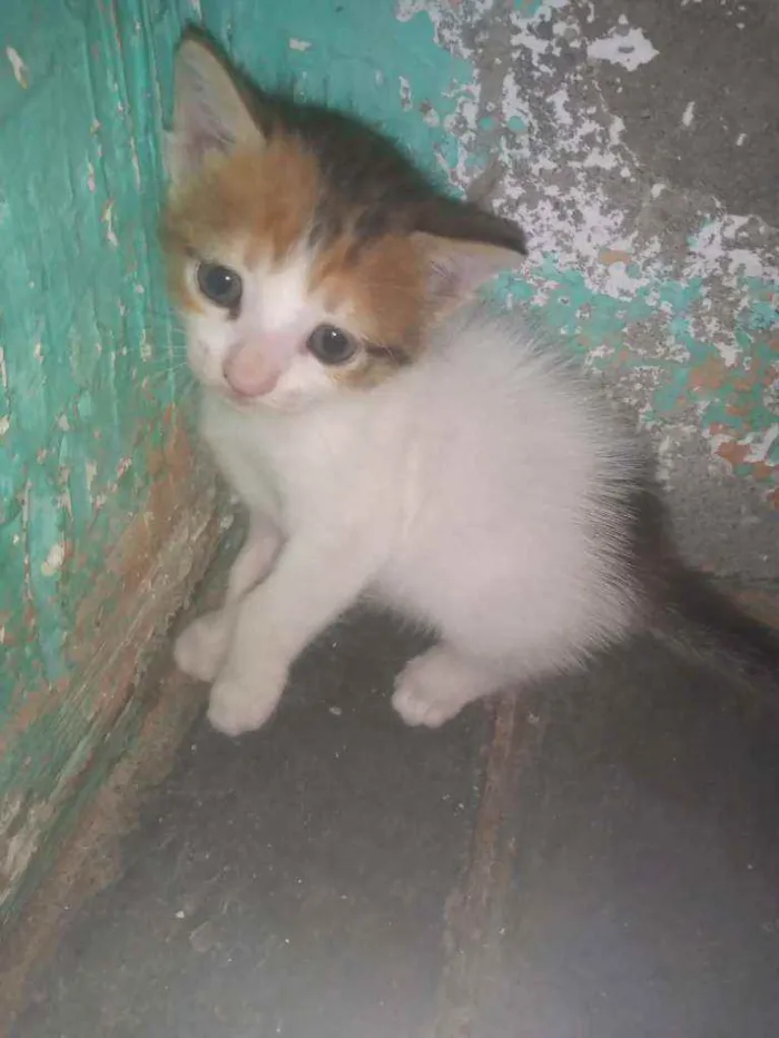 Gato ra a  idade Abaixo de 2 meses nome Não tem nome