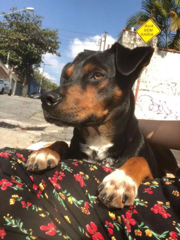 Cachorro ra a SRD  idade 1 ano nome Thor