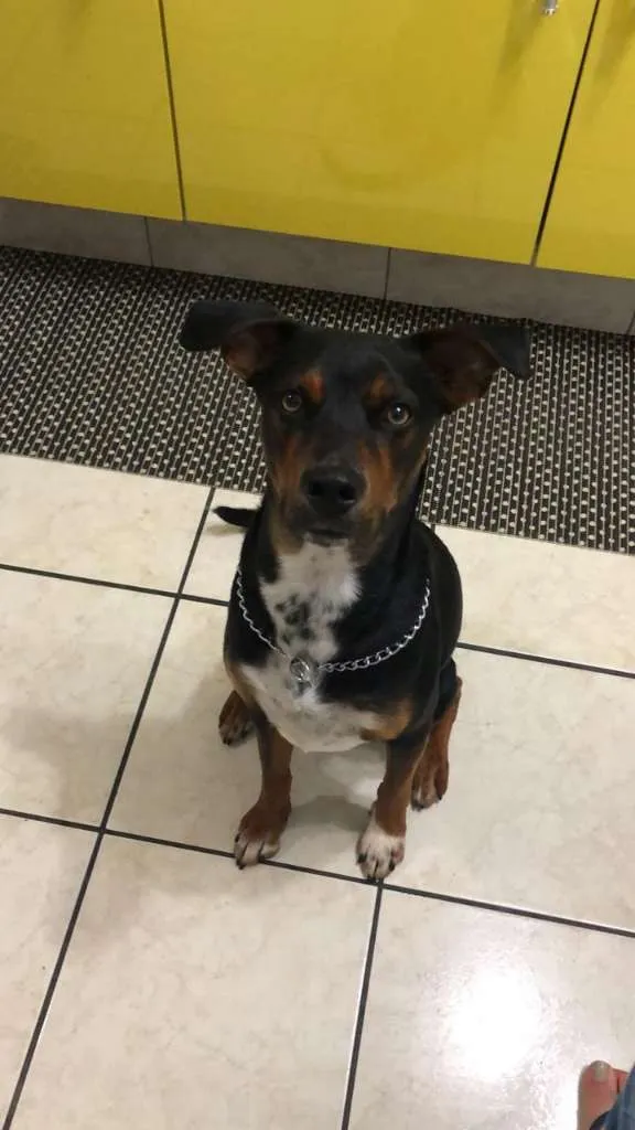 Cachorro ra a SRD  idade 1 ano nome Thor