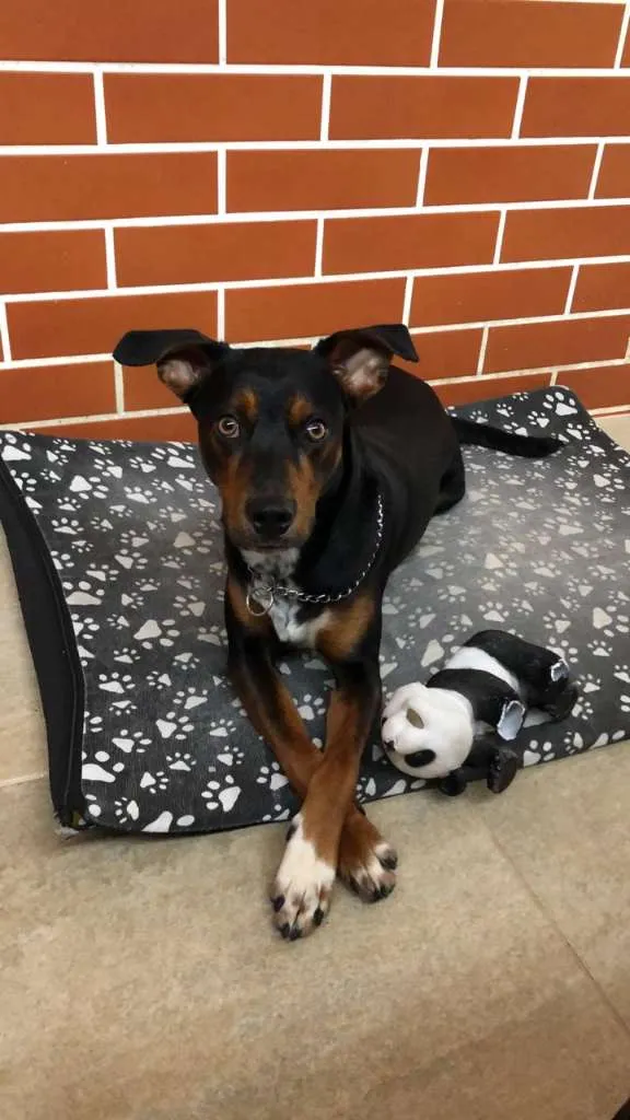 Cachorro ra a SRD  idade 1 ano nome Thor