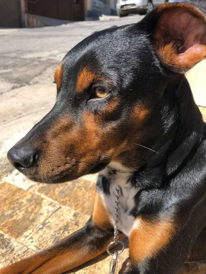 Cachorro ra a SRD  idade 1 ano nome Thor