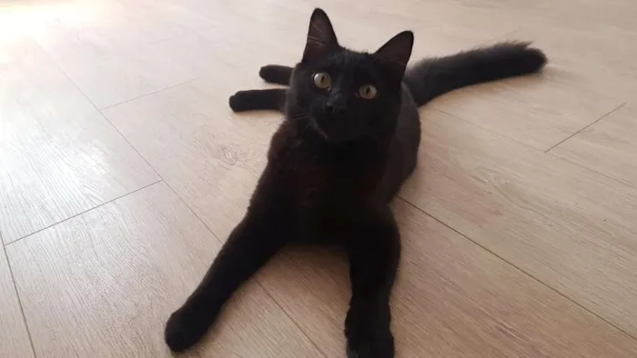 Gato ra a SRD idade 7 a 11 meses nome Brasinha