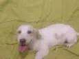Guri