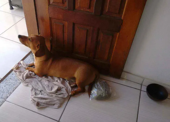 Cachorro raça Dachshund idade 4 anos nome Snoop