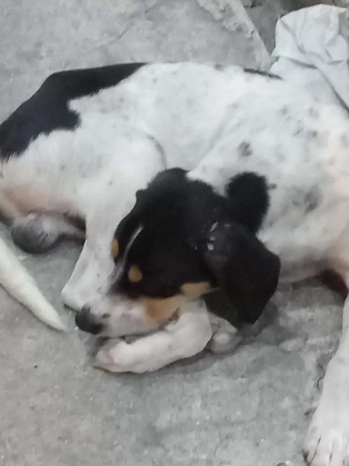 Cachorro ra a mix idade  nome Tricolor