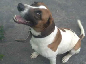 Cachorro raça Mestiço  idade 3 anos nome Fred 