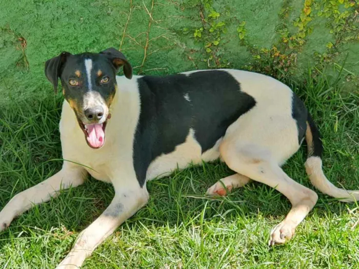 Cachorro ra a Sem raça.  idade 2 anos nome Patrício 