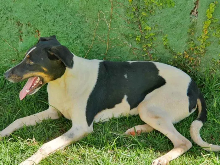 Cachorro ra a Sem raça.  idade 2 anos nome Patrício 