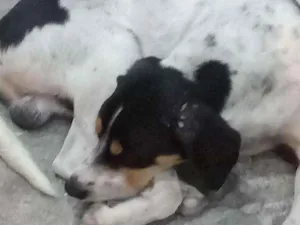 Cachorro raça mix idade  nome Tricolor