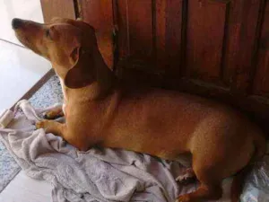 Cachorro raça Dachshund idade 4 anos nome Snoop