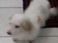 Guri