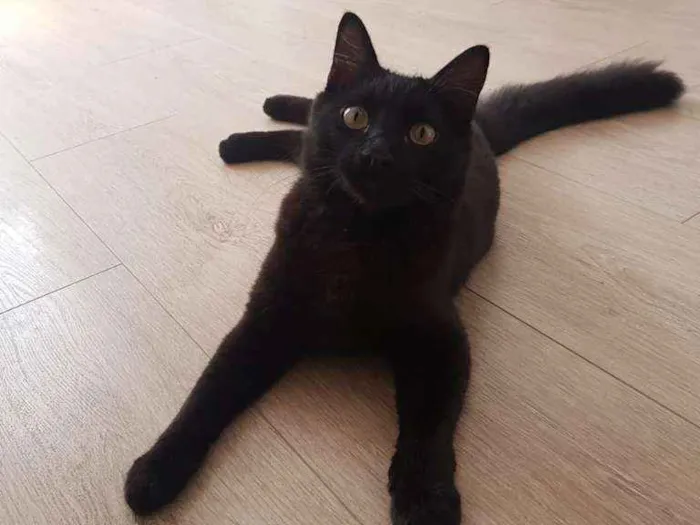 Gato ra a SRD idade 7 a 11 meses nome Brasinha