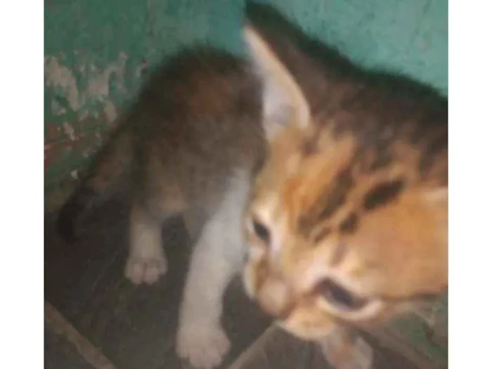 Gato ra a  idade Abaixo de 2 meses nome Não tem nome