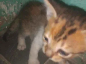 Gato raça  idade Abaixo de 2 meses nome Não tem nome