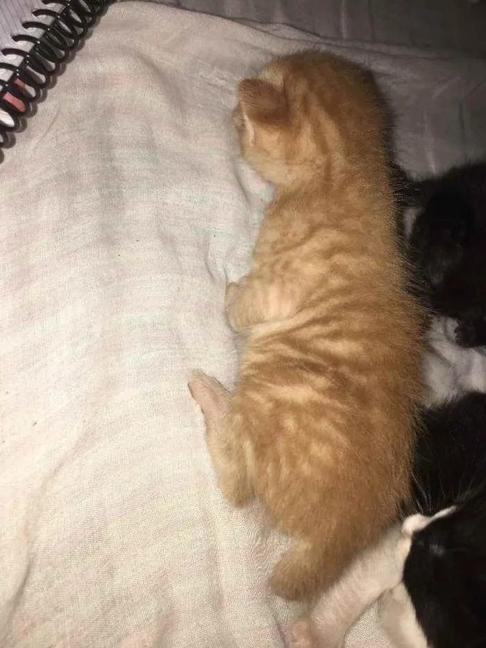 Gato ra a  idade Abaixo de 2 meses nome Garfield 