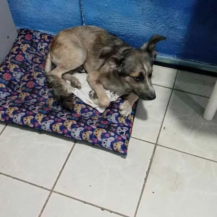 Cachorro raça SRD idade 1 ano nome Hans