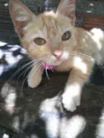 Belinha