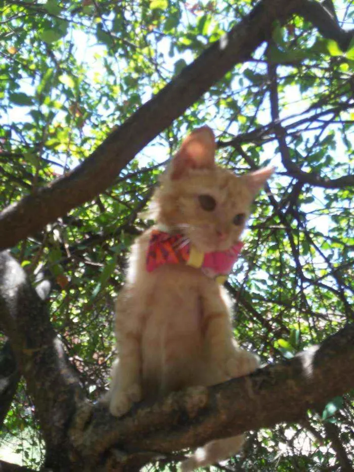 Gato ra a Comum idade 2 a 6 meses nome Belinha