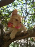 Belinha