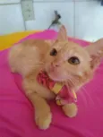 Belinha