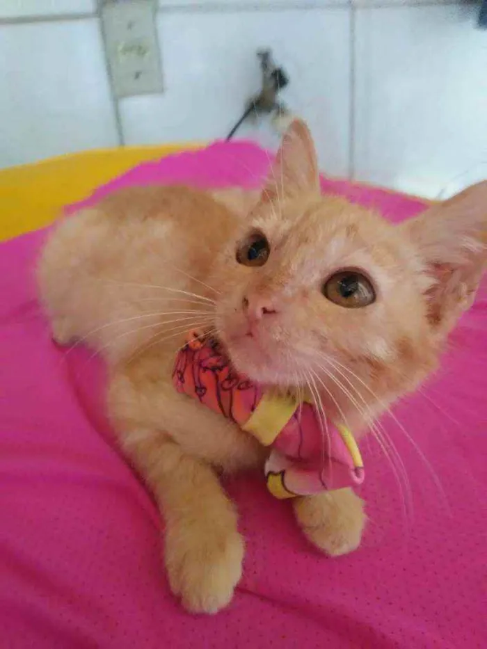 Gato ra a Comum idade 2 a 6 meses nome Belinha