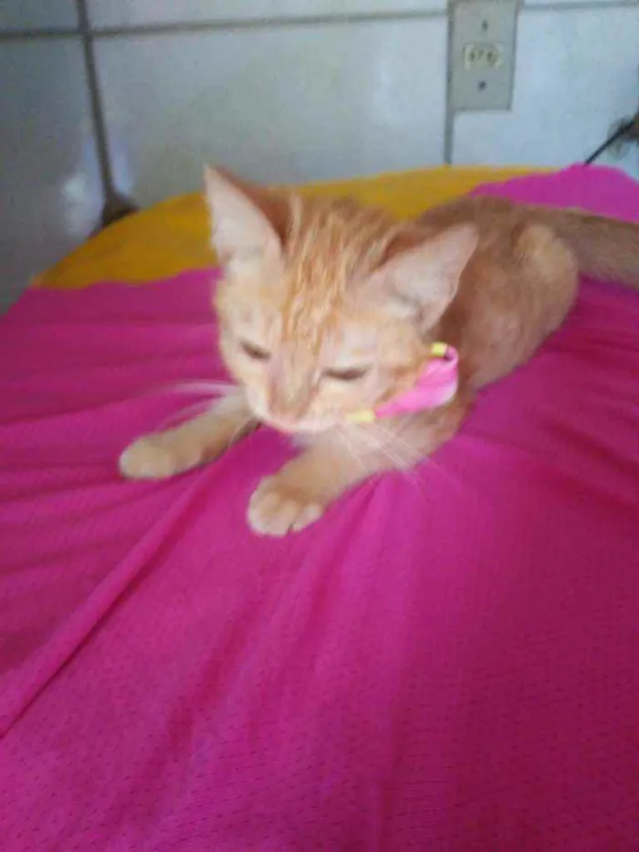 Gato ra a Comum idade 2 a 6 meses nome Belinha