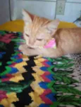 Belinha