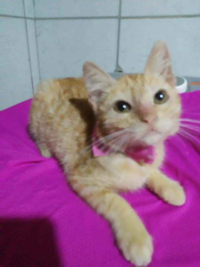 Gato ra a Comum idade 2 a 6 meses nome Belinha
