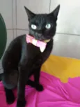 Pantera negra