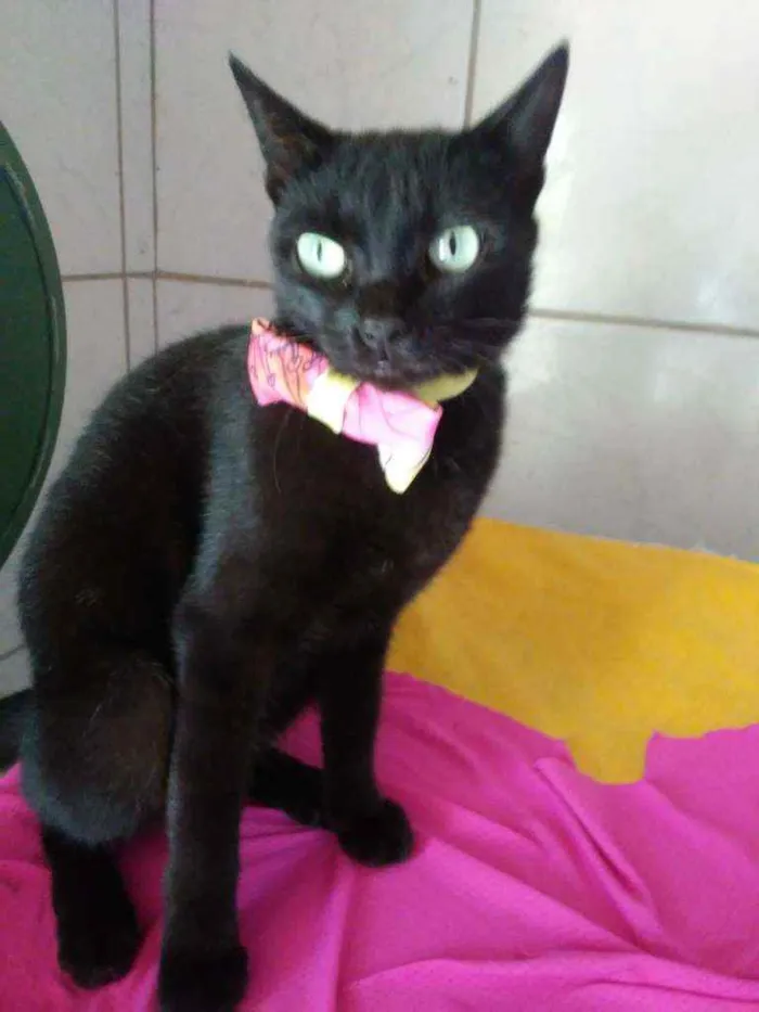 Gato ra a Comum idade 7 a 11 meses nome Pantera negra