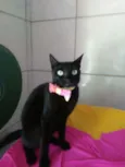 Pantera negra