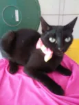 Pantera negra