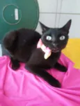 Pantera negra