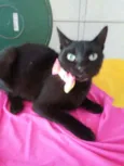 Pantera negra