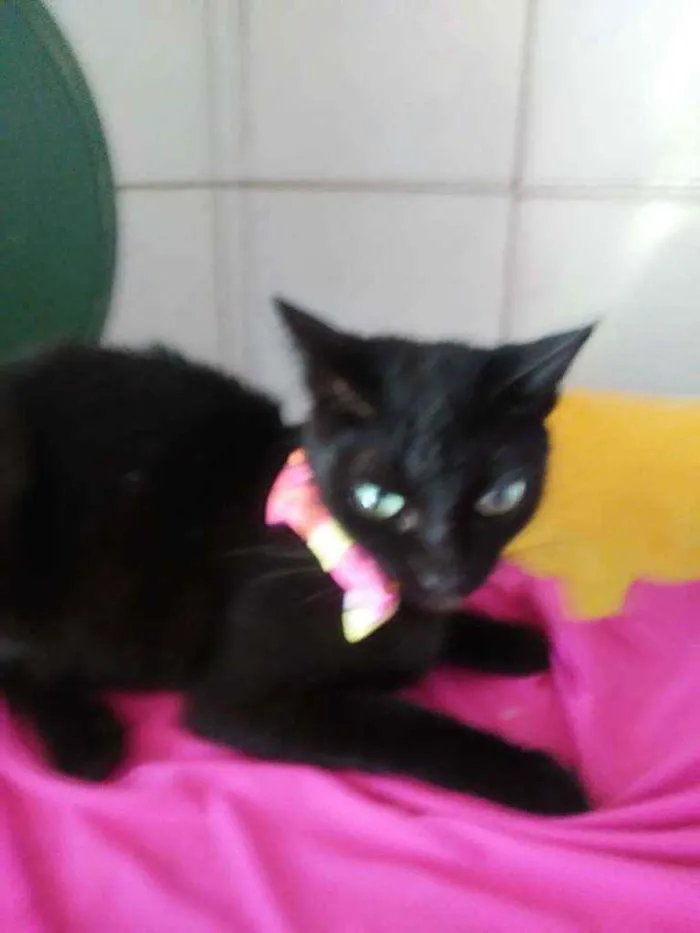 Gato ra a Comum idade 7 a 11 meses nome Pantera negra