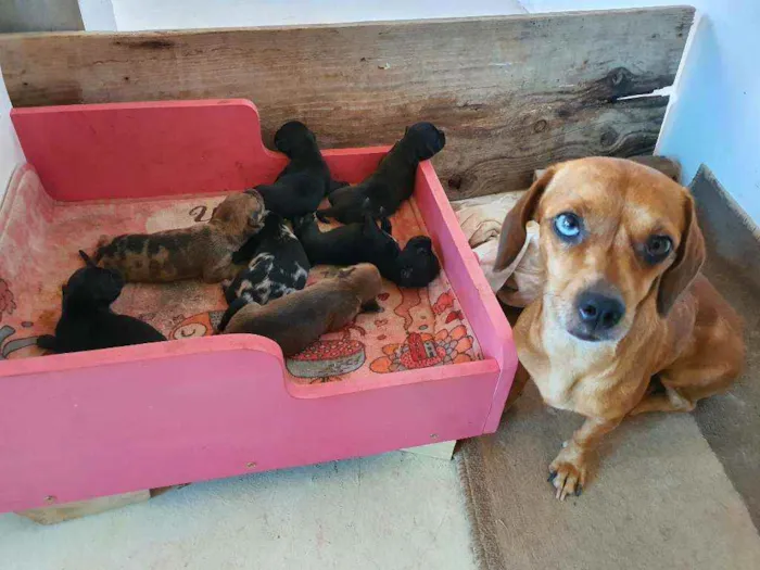 Cachorro ra a salsicha idade Abaixo de 2 meses nome sem nomes ainda