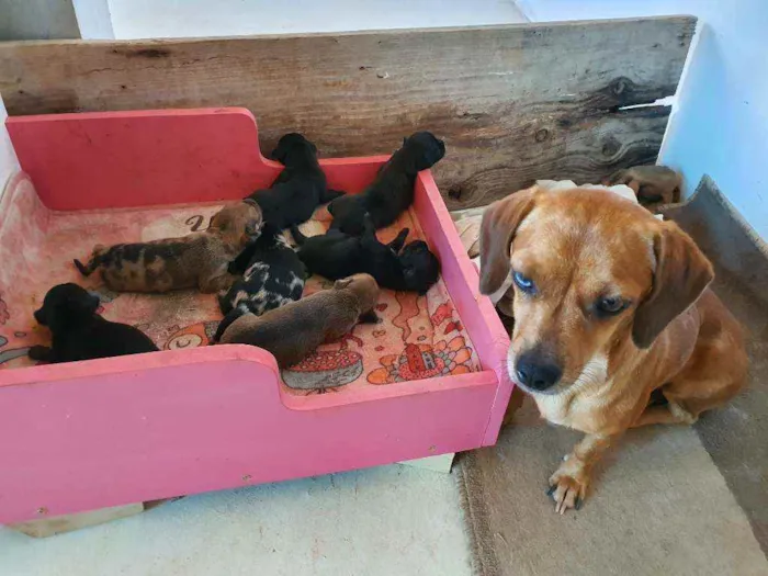 Cachorro ra a salsicha idade Abaixo de 2 meses nome sem nomes ainda