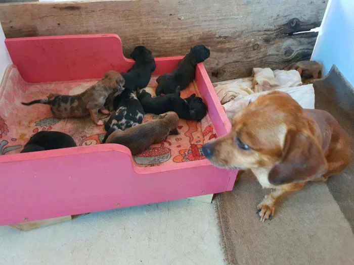 Cachorro ra a salsicha idade Abaixo de 2 meses nome sem nomes ainda