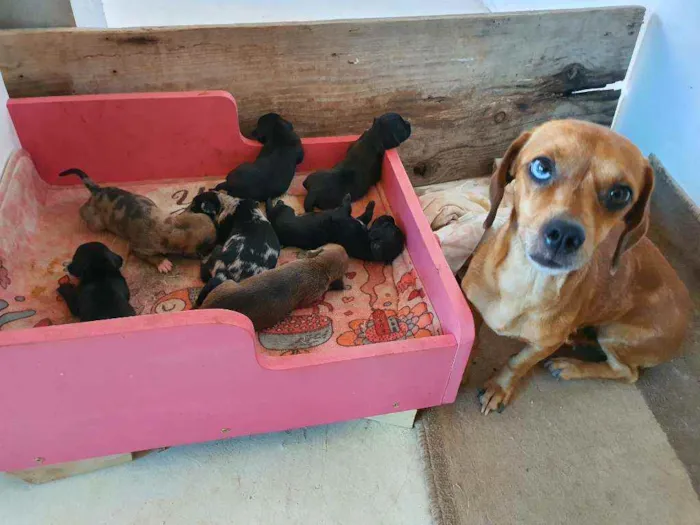 Cachorro ra a salsicha idade Abaixo de 2 meses nome sem nomes ainda