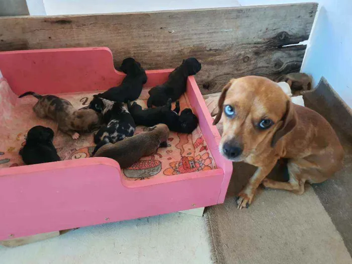 Cachorro ra a salsicha idade Abaixo de 2 meses nome sem nomes ainda