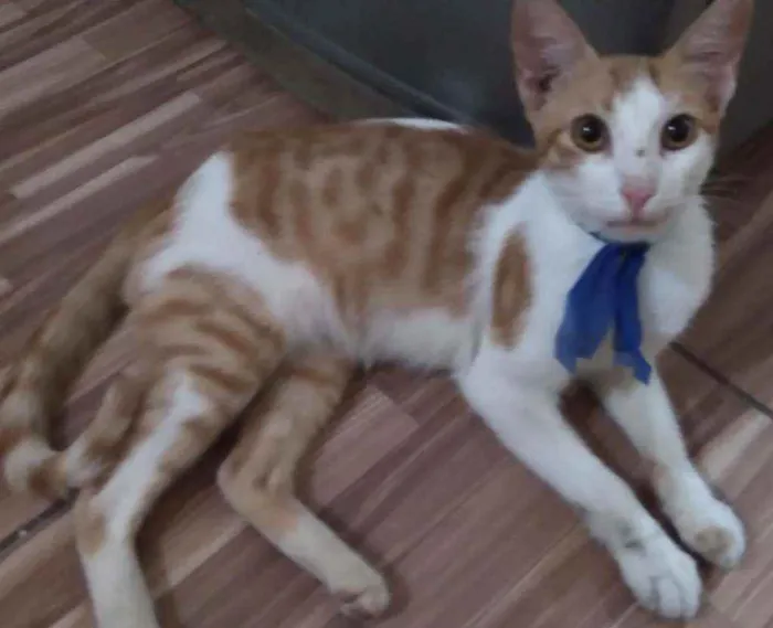 Gato ra a Comum idade 2 a 6 meses nome Mimo
