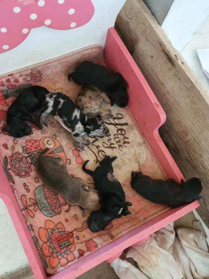 Cachorro ra a salsicha idade Abaixo de 2 meses nome sem nomes ainda