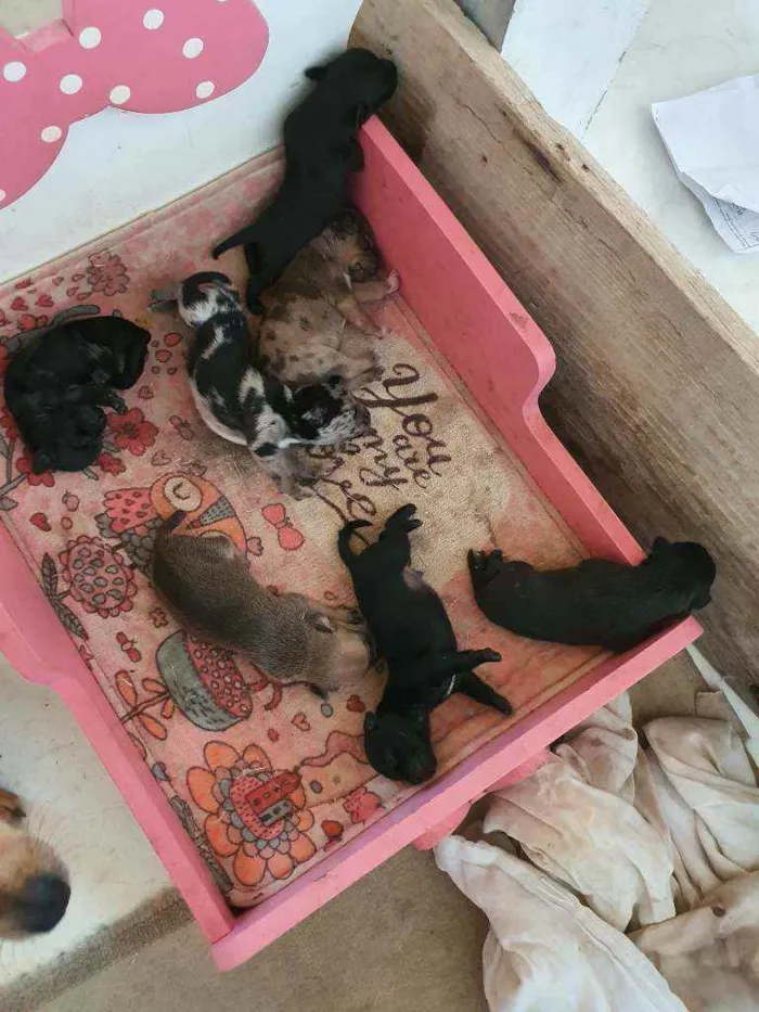 Cachorro ra a salsicha idade Abaixo de 2 meses nome sem nomes ainda