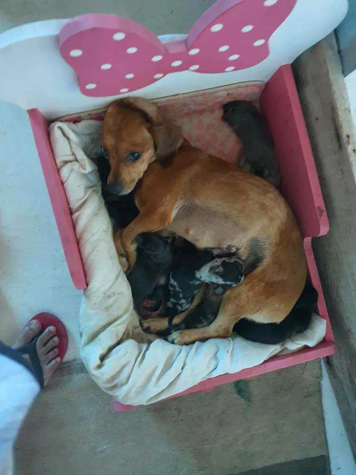 Cachorro ra a salsicha idade Abaixo de 2 meses nome sem nomes ainda