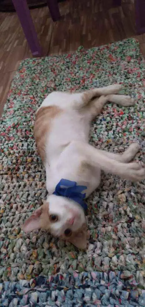 Gato ra a Comum idade 2 a 6 meses nome Mimo