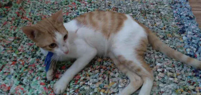Gato ra a Comum idade 2 a 6 meses nome Mimo