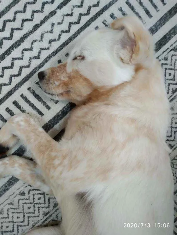 Cachorro ra a SRD idade 7 a 11 meses nome Mike