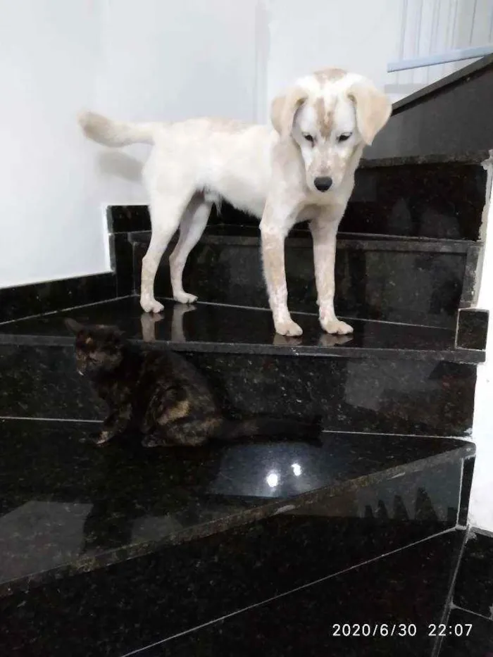 Cachorro ra a SRD idade 7 a 11 meses nome Mike