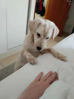 Cachorro raça SRD idade 7 a 11 meses nome Mike
