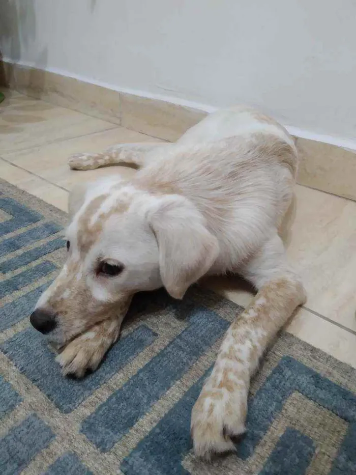 Cachorro ra a SRD idade 7 a 11 meses nome Mike